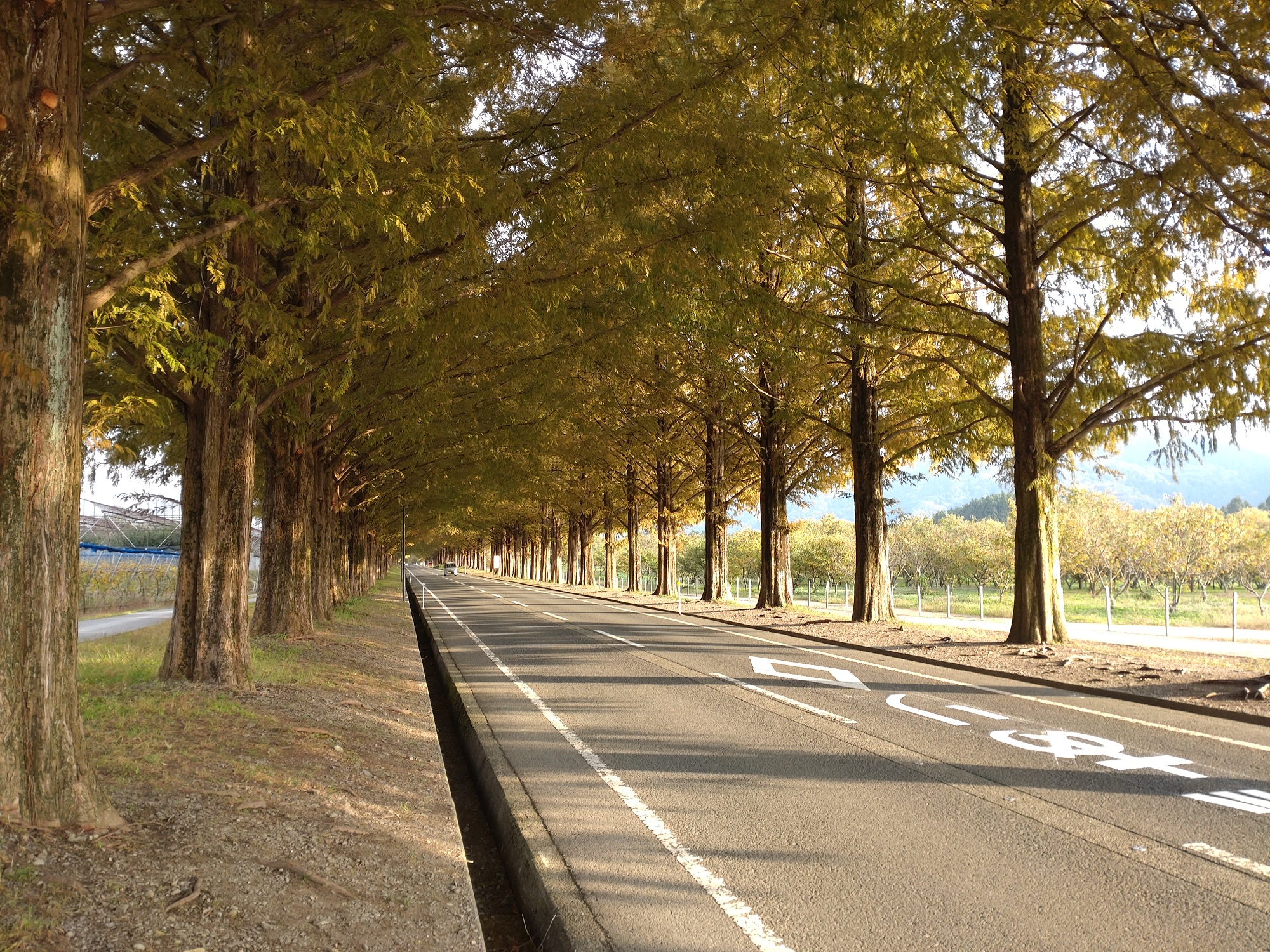メタセコイア並木🌲 | マキノピックランド