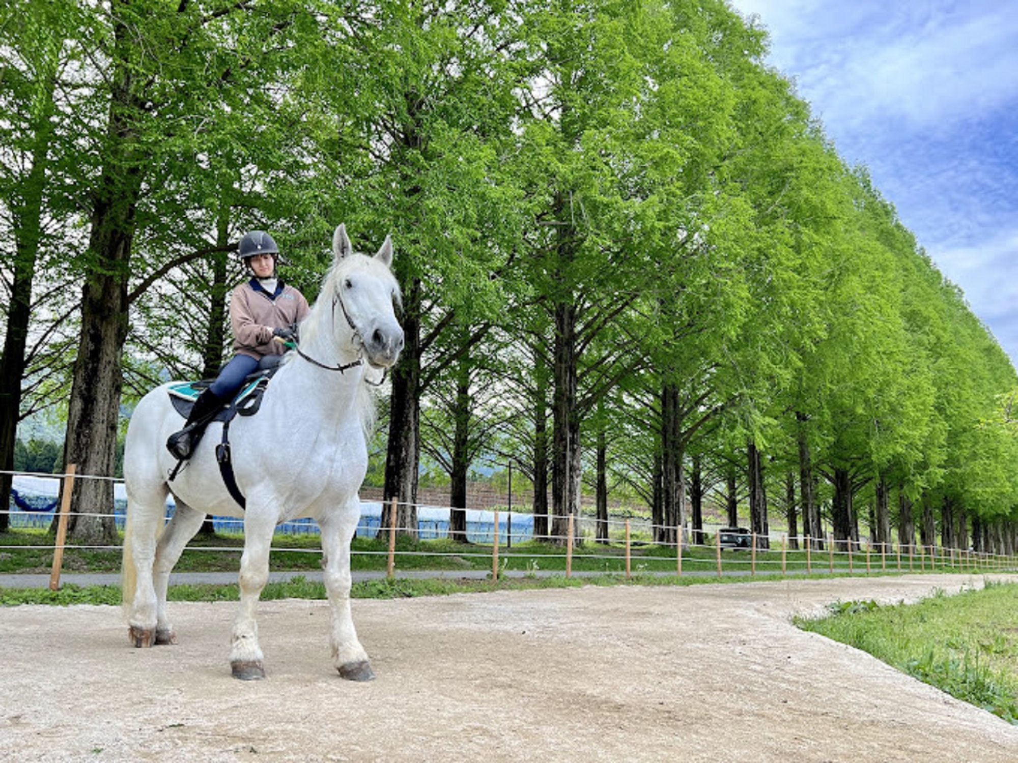 メタセコイアと馬の森🐴 | マキノピックランド